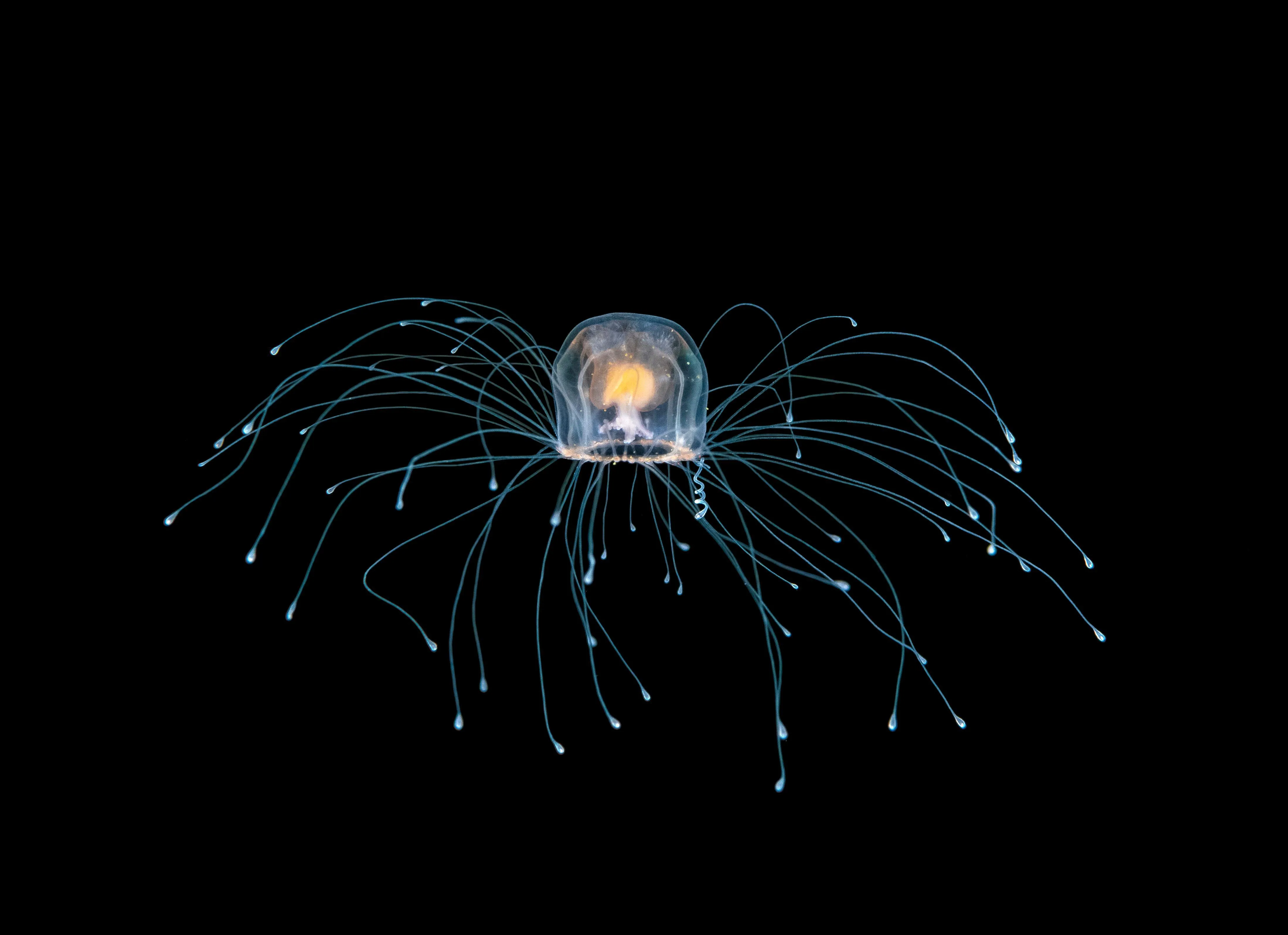 Turritopsis dohrnii - The Immortal Jellyfish